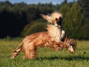Afghan hound dog mid jump in an open grass field