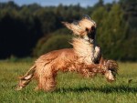 Afghan hound dog mid jump in an open grass field