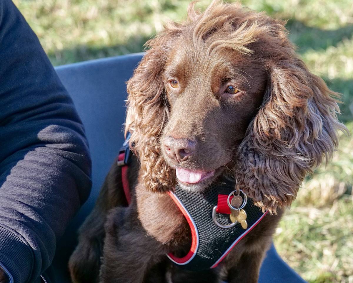 spaniel dog