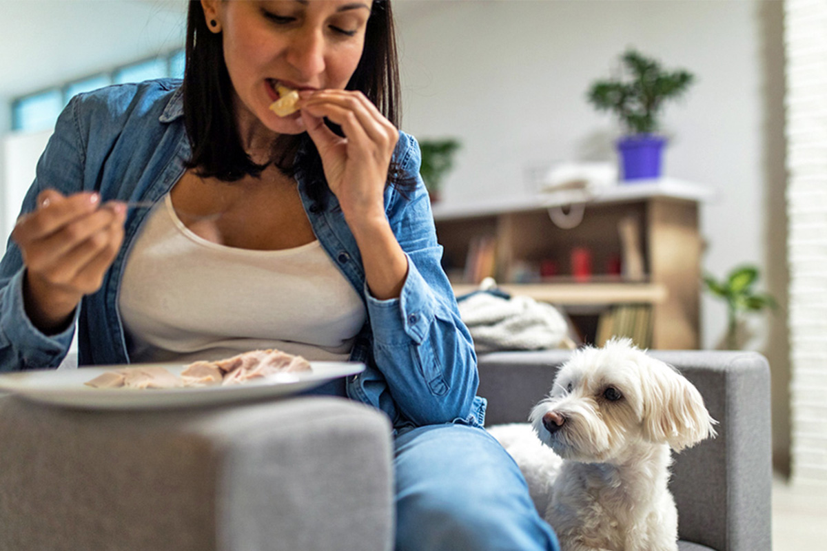 Dog watching person eat