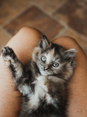kitten waving