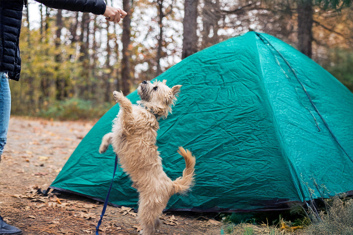 dog standing on hind legs outside of tent
