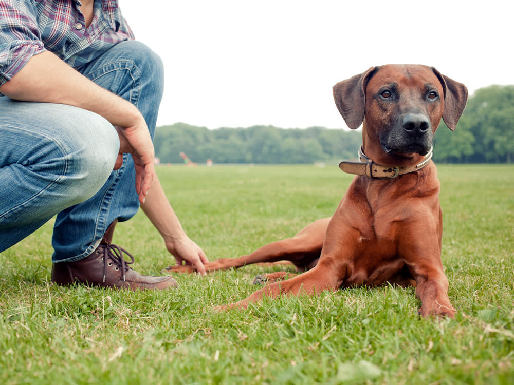 Man with his dog on alert outside in the grass.