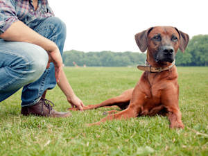 Man with his dog on alert outside in the grass.
