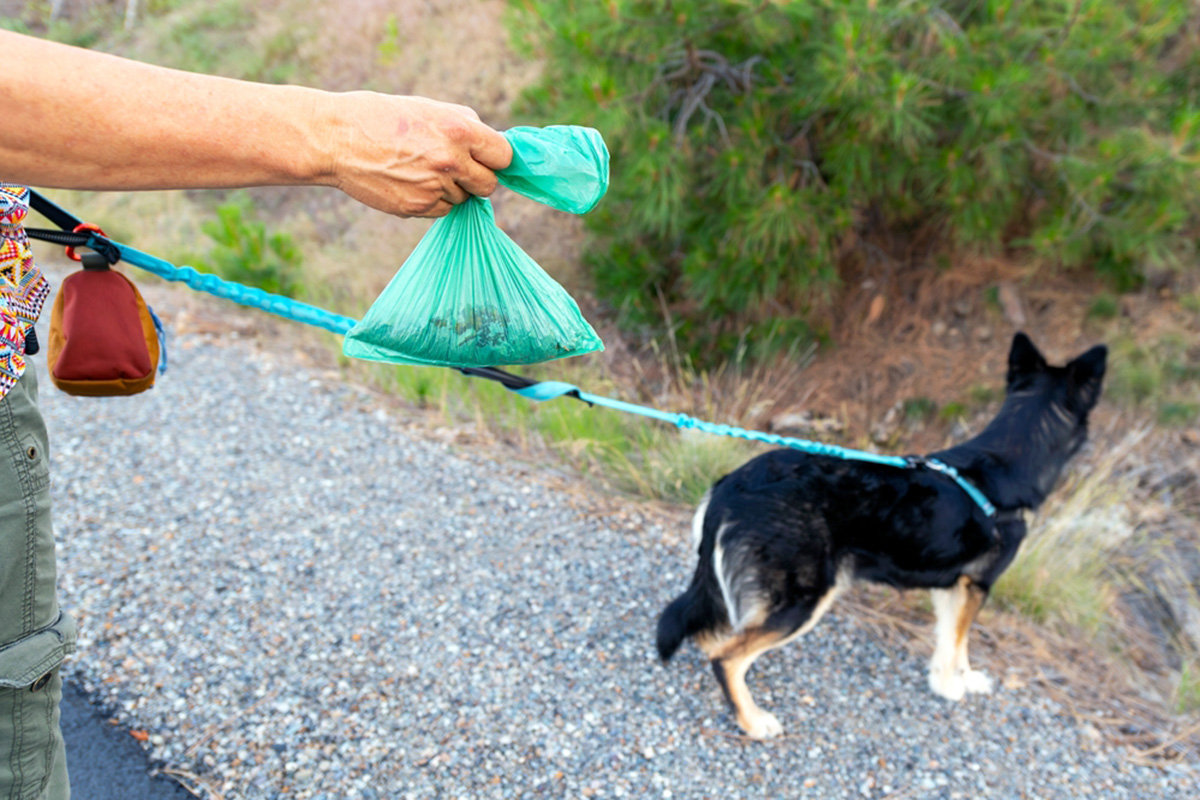 Person holding poop bag for dog