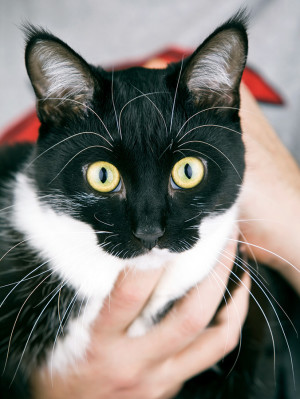 Person holding cute black cat.