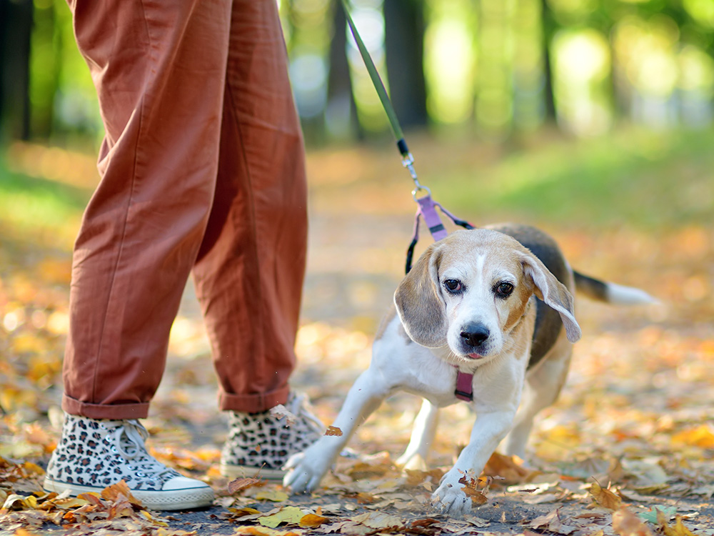 Someone walking their dog outside.