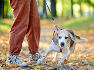 Someone walking their dog outside.