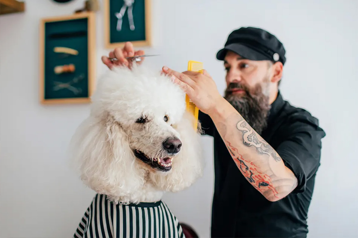 a poodle getting their hair cut