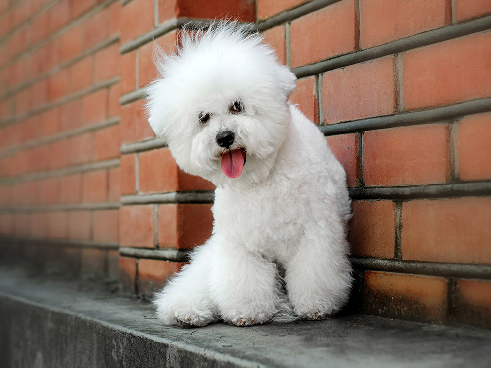 Bichon Frise
