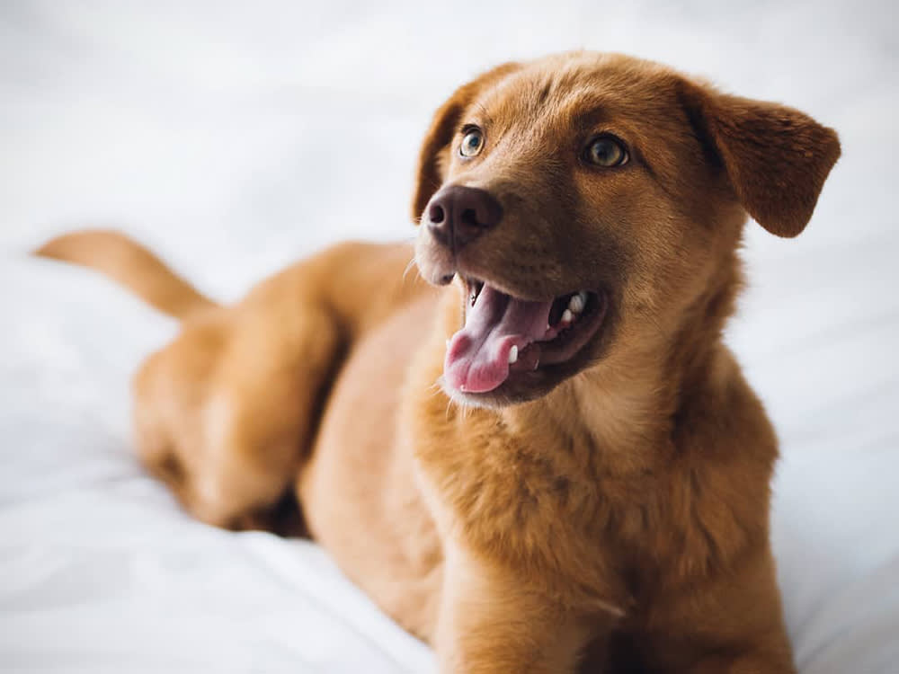 Gus Kenworthy's dog Birdie