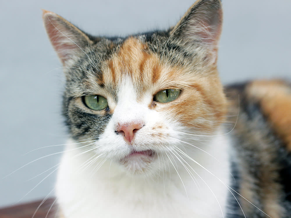 Mad Calico cat.