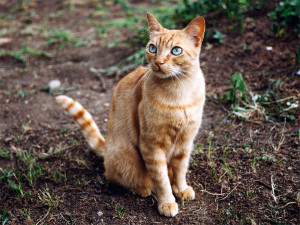 Ginger cat outdoors.