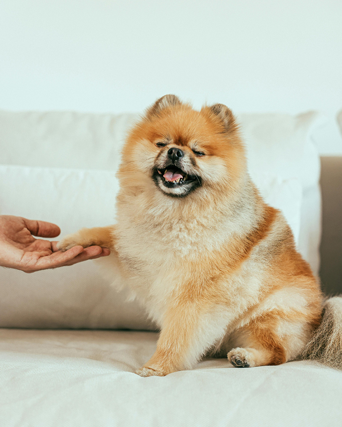 pomeranian dog breed