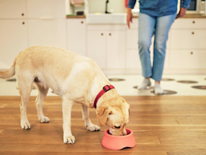 a dog eats out of a food bowl while someone watches in the backgroud