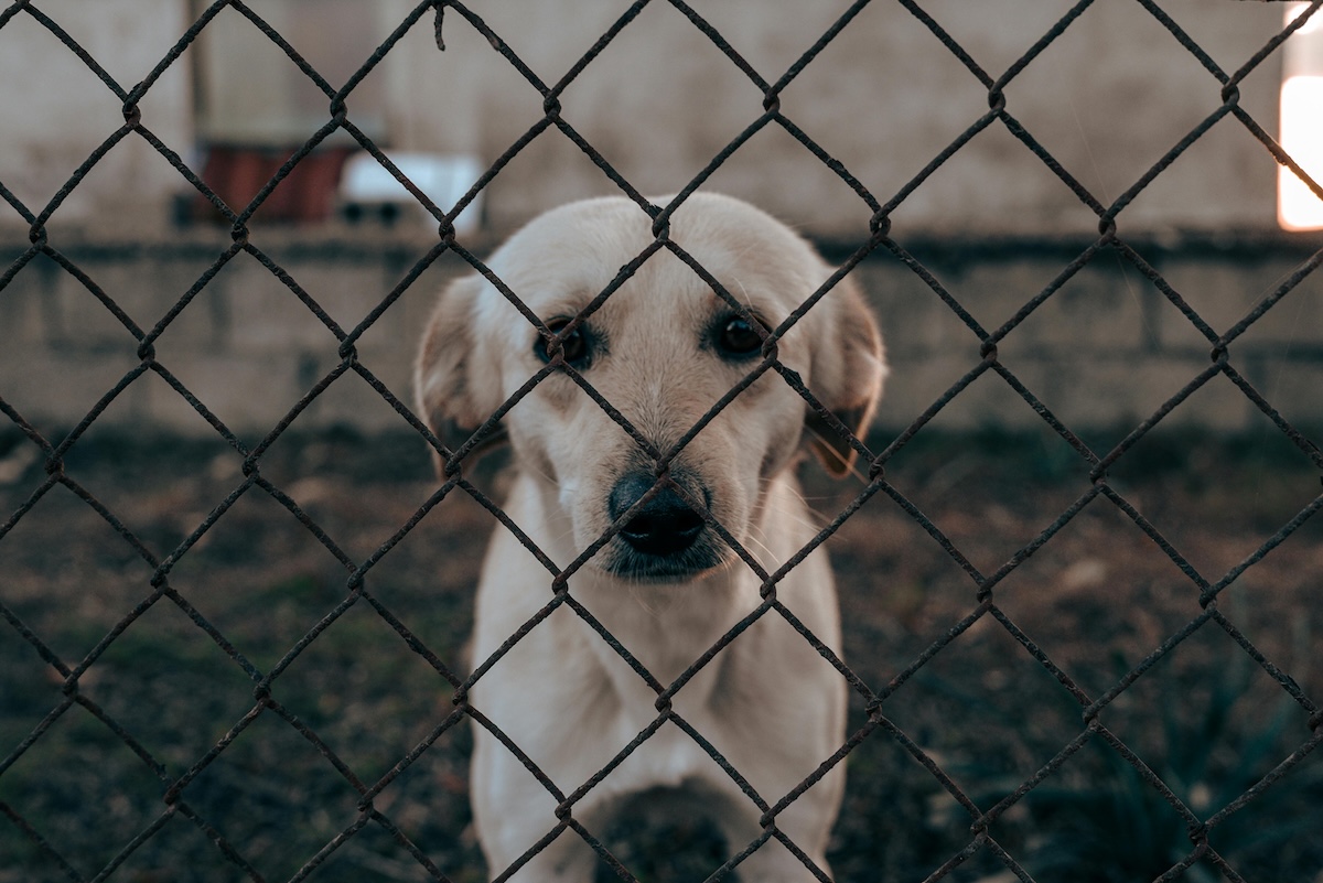 a picture of a sad labrador type puppy behind a chain link fence