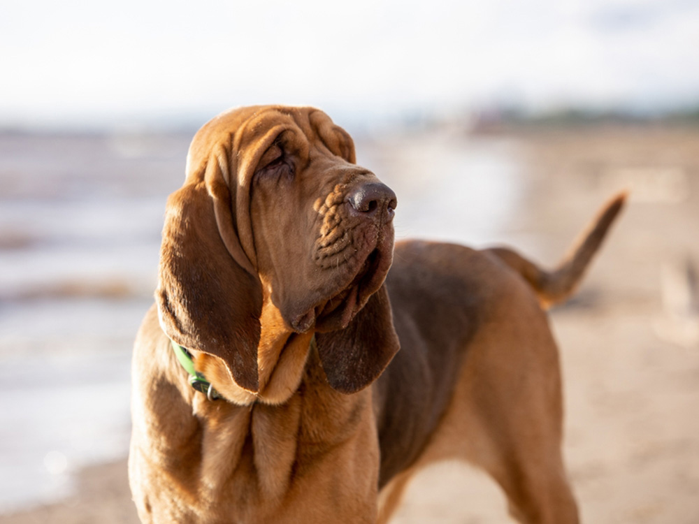 A dog stands on the beach, with the ocean in the background.