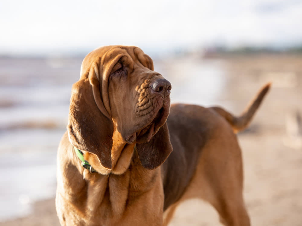 A dog stands on the beach, with the ocean in the background.