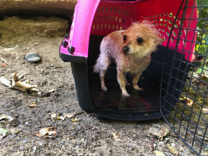 Wings of Rescue transporting kitten in crate in response to Hurricane Idalia in Florida.
⁠