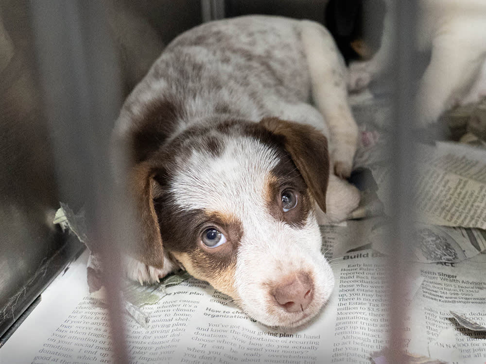 It's 2022, and Animal Shelters Are Filling Up Again · The Wildest