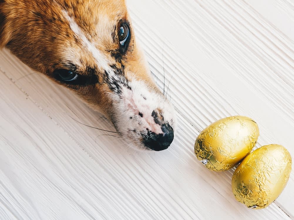 picture of dog nose next to two chocolate wrapped easter eggs