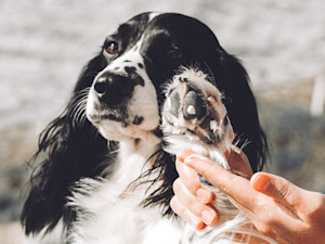Spaniel holding up paw with white cream on it