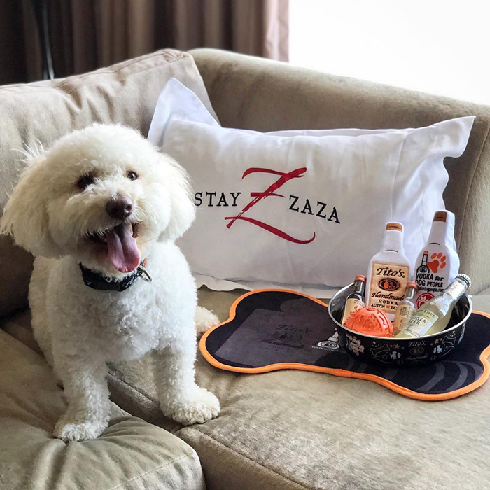 a small white dog at Hotel ZaZa