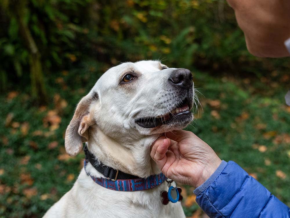 Closeup of white lab mix dog being pet under the chin by pet parent