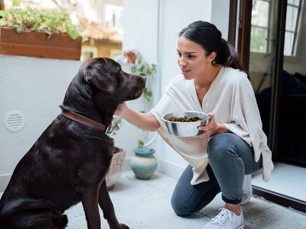 a person kneeling to give a dog a bowl of kibble
