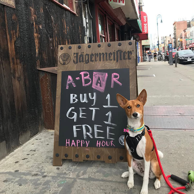 a dog stands beside a happy hour sign