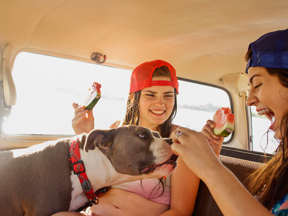 Teenagers Feeding a Dog Watermelon While Sitting In Car On a Sunny Day