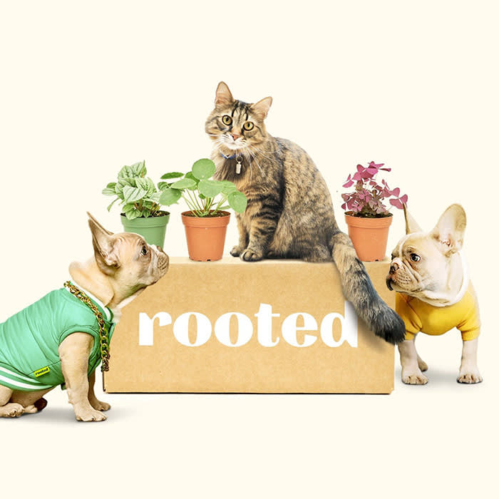 cat and two dogs next to the rooted cardboard box with plants