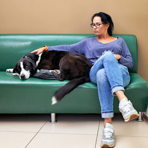 Woman comforting large black and white dog on the couch.