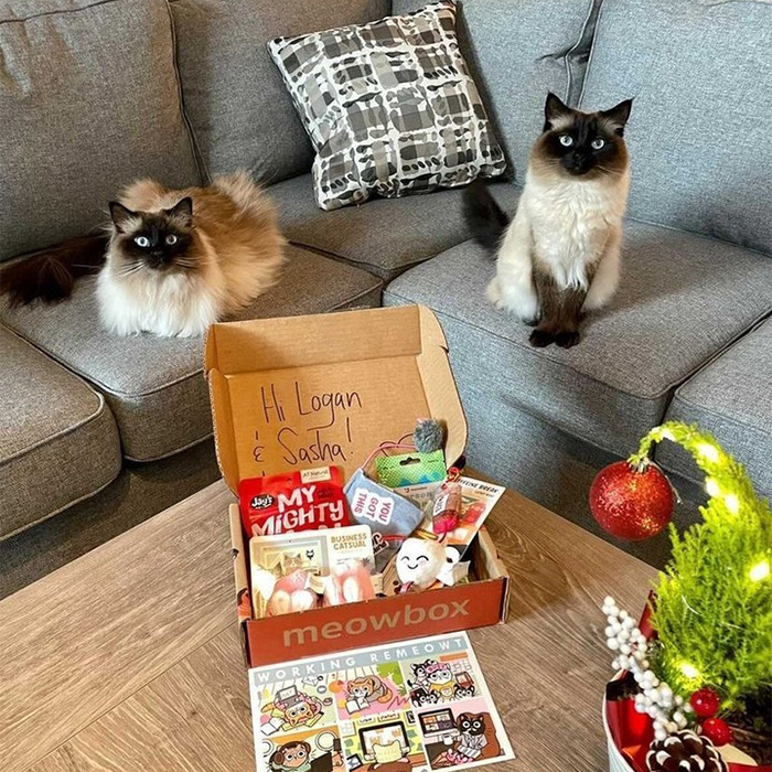 7 Best Subscription Boxes For Cats · The Wildest