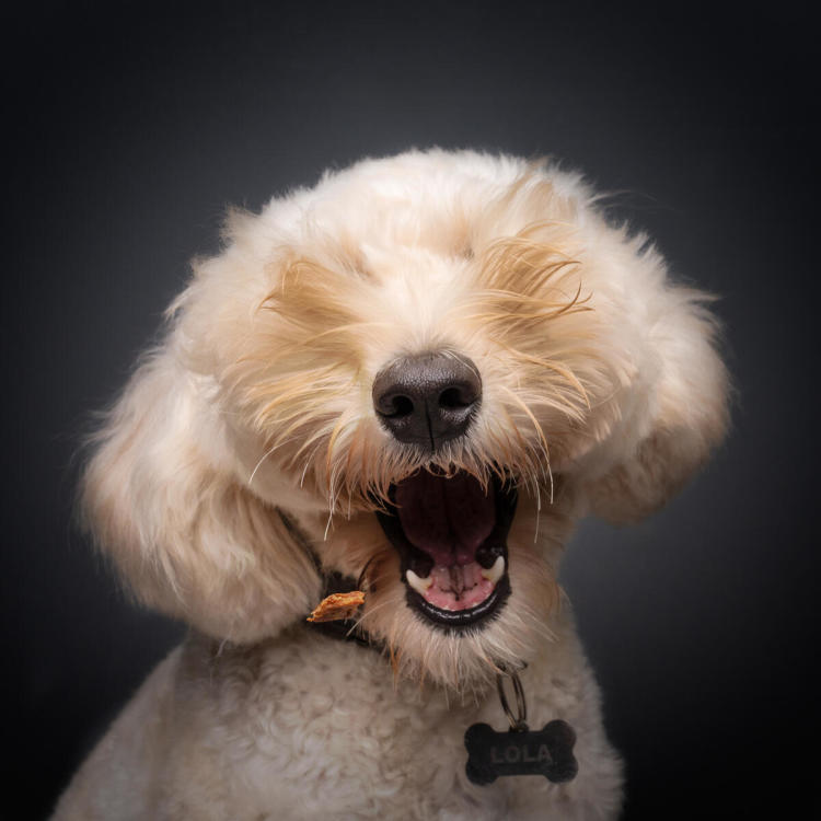 A close-up photo of a white/blonde dog with their mouth open in a grin and hair covering their eyes. 