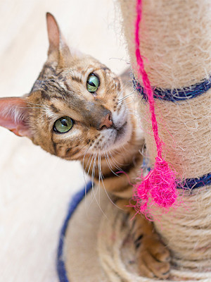 cat crawling up a scratching post