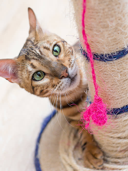 cat crawling up a scratching post