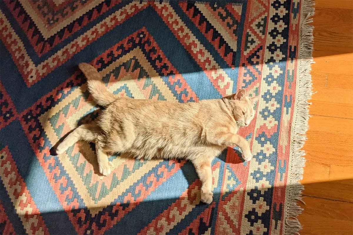 Cat on rug