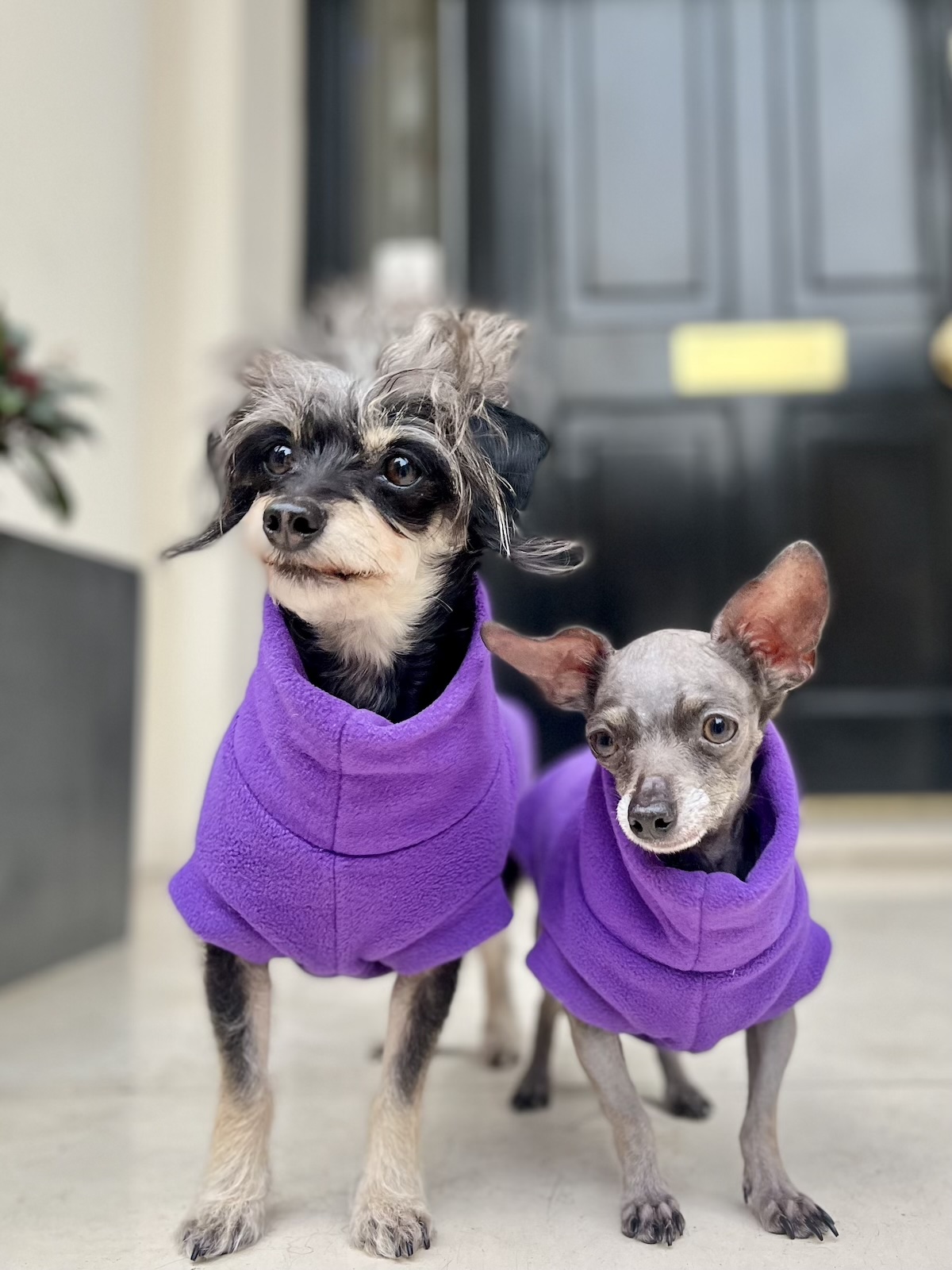 a picture of two tiny dogs on a front stoop wearing matching purple fleeces
