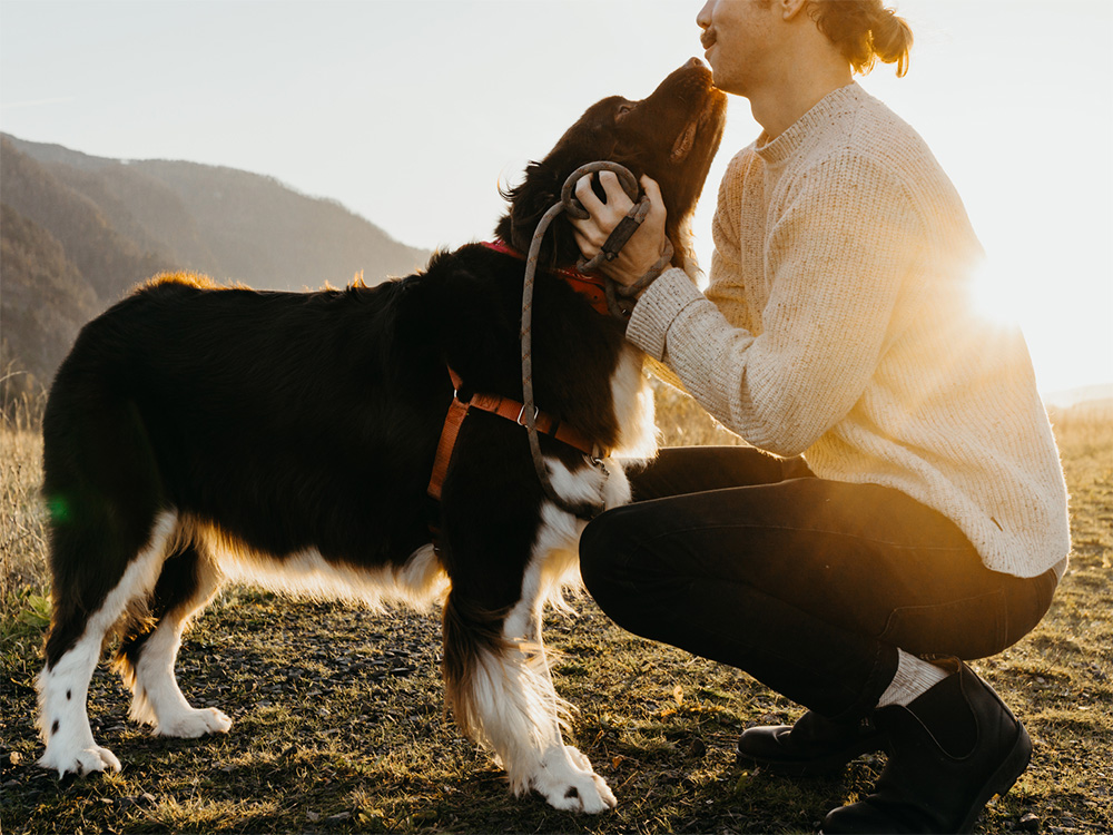 New Study Shows that Combining Treats with Social Interaction Leads to Successful Training Outcomes · The Wildest