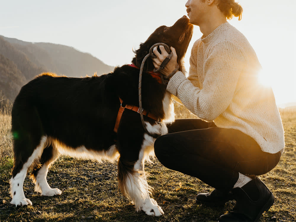 Trendy man embracing a large dog at sunset. The man is wearing a black beanie the dog is wearing a pink bandana. The dog is licking the mans face.