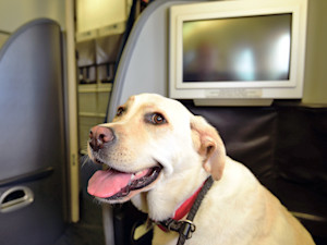 Labrador dog on an airplane.