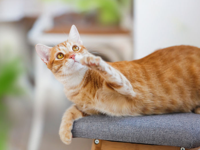 orange cat lifting its paw