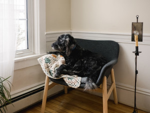 A dog sitting in a chair staring out a window. 
