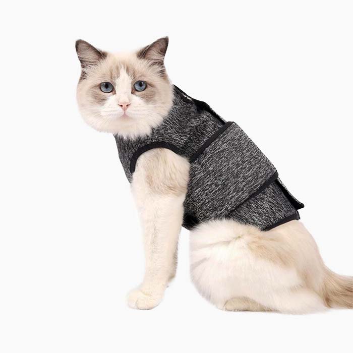 White cat wearing a calming anxiety vest