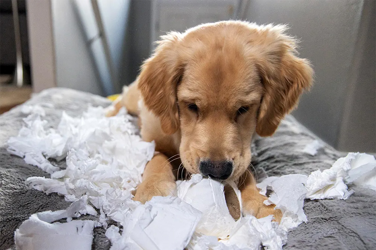 Dog ripping up paper