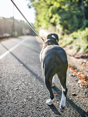 Walking dog on a leash in the road.