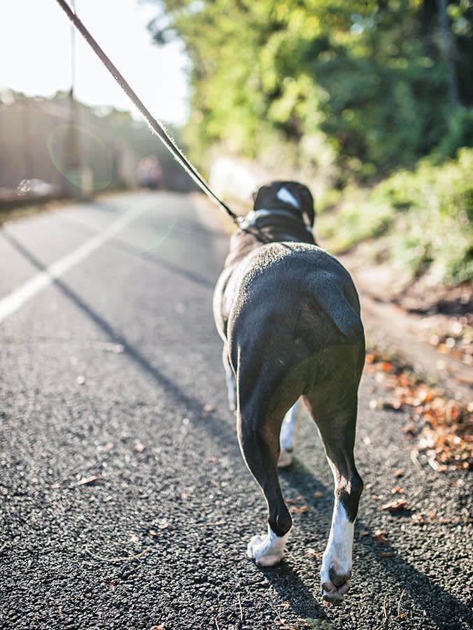Walking dog on a leash in the road.