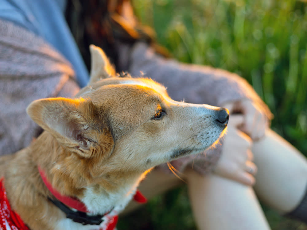 Woman and dog sitting outside.