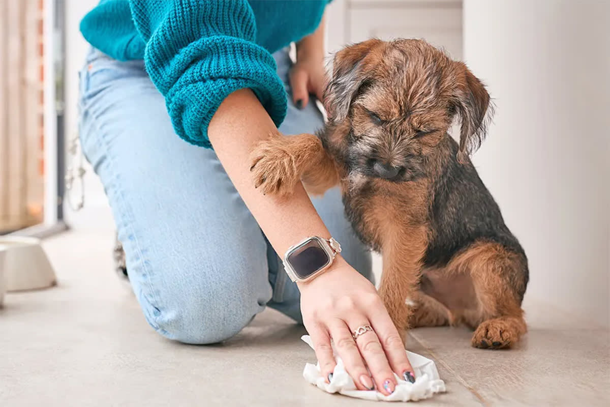 Person cleaning up after dog